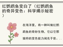 红鹦鹉鱼变白了（红鹦鹉鱼的奇异变色：科学揭示秘密）