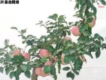盆栽苹果树的培养技巧和关注要点你需要了解