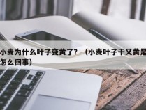 小麦为什么叶子变黄了？（小麦叶子干又黄是怎么回事）