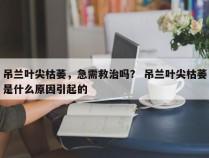 吊兰叶尖枯萎，急需救治吗？ 吊兰叶尖枯萎是什么原因引起的