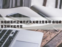 水培碗莲的正确方式及关键注意事项 水培碗莲怎样才能开花