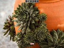 省力种植猫草的技巧（如何种猫草?图文记录种植猫草全过程）