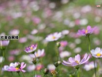 花之诗意与花言花语（花之诗女）