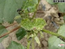 棉花蚜虫的防治标准 棉花蚜虫防治用什么农药
