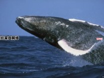 鲸鱼是哪一类生物