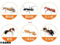 有效防治蚂蚁的长期方法是什么