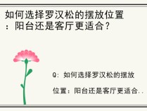 如何选择罗汉松的摆放位置：阳台还是客厅更适合？