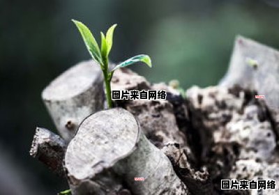 须要与需要有何不同 需要和须要的区别和用法