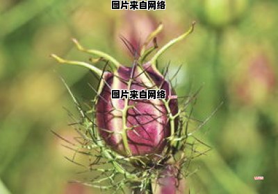 霜降时节适宜种植大白菜吗？