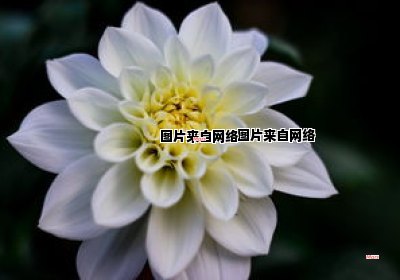 霜降时节适宜种植大白菜吗？