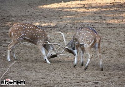 养护潜水艇鱼的窍门与技巧 潜水艇怎么饲养