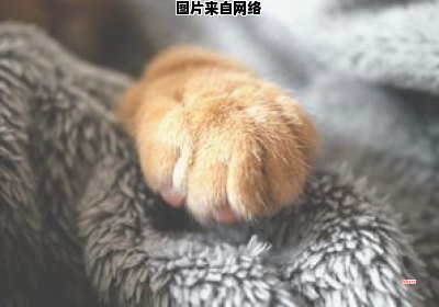 猫猫兔的故乡及饲养方法