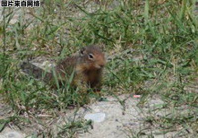 花枝鼠的饲养技巧及正确洗澡方法 花枝鼠的饲养技巧及正确洗澡方法视频