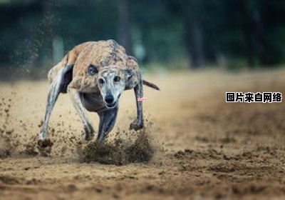 方舟中如何驯服镰刀龙并提供适宜的果子 手游方舟怎么驯服镰刀龙教学视频