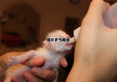 猫咪可以喝舒化奶吗？