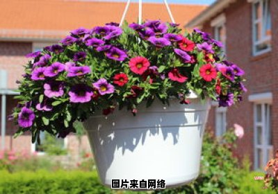 百香果盆栽的种植土壤特点及选择要点 百香果适应什么土壤