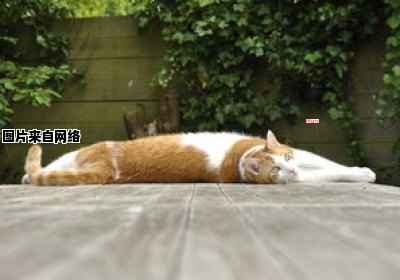 猫的脚脖子为何会出现肿胀的现象？