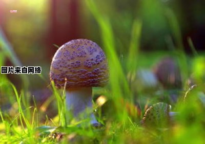 满天星的培育技巧和护理要点 满天星培植