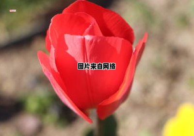 月季花的种植技巧及养护要点（月季花的栽培技术,最佳种植时间?）