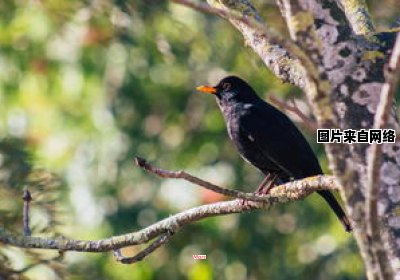 鸟类栖息洞的尺寸对其重要性程度如何？（鸟栖虫居）