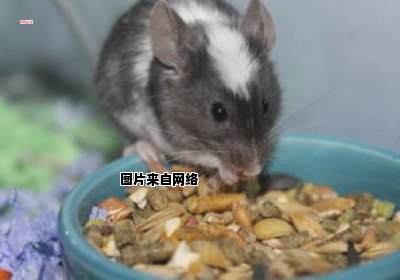 大鼠与小鼠的特征差异研究实验（大小鼠的区别）
