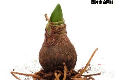 木菠萝的种植技巧及要点（木菠萝种子盆栽种植方法）