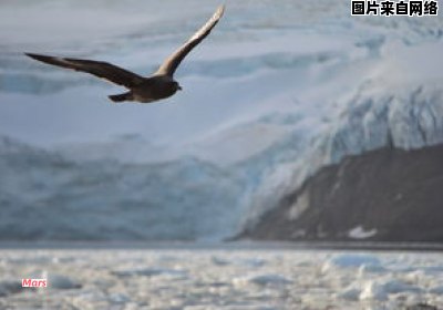 海豹的栖息地是在南极还是北极？ 海豹的栖息地是在南极还是北极地区