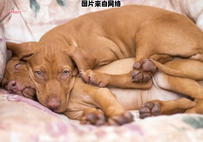 如何正确养护柯基犬的方法（如何养好柯基犬）