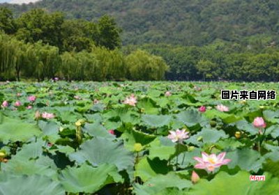 描绘西湖冬日断桥的诗句有哪些（西湖冬天的断桥残雪图片）