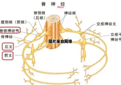 椎动脉生理性纤细现象的解释是什么？