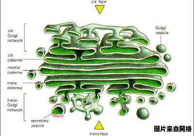 核糖体的成分及其化学构成