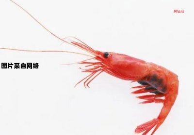 红爪虾的营养价值与健康益处 红爪的虾好还是白爪的虾好