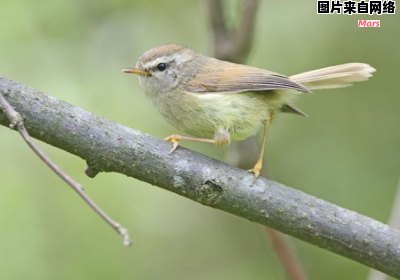 长江黄腹树莺亚种的特点