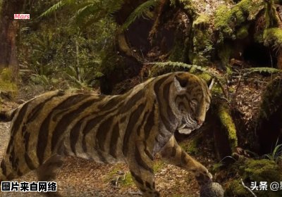 热带雨林中的猛兽有哪些种类？