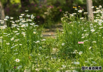 季节里草长莺飞的景象是什么样的？