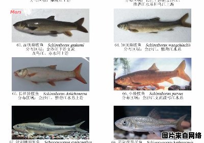 了解淡水鱼类的多样性