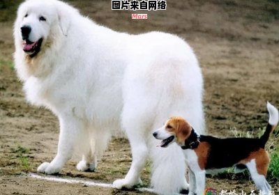 大型犬的种类有哪些？