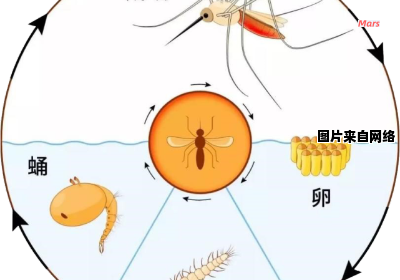 蚊子繁殖周期有多久一次