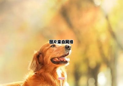 金毛犬的饲养要点及常见问题解答