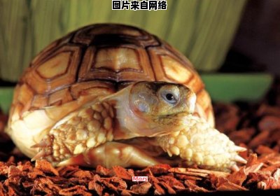 如何正确饲养苏卡达陆龟
