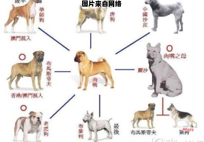 犬只的血统特征及其含义