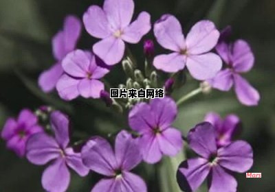 自信之花的花语是怎样的