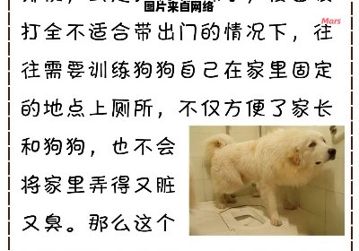 教你如何培养狗狗固定特定地点排便的方法