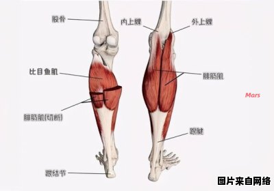 腿部肌肉群的锻炼方法