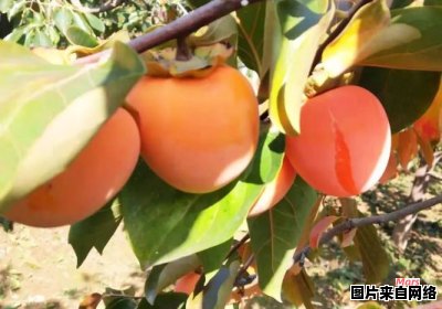 陕西有哪些县是柿子的主要产地？