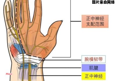 手腕腱鞘的解剖位置示意图在哪里？