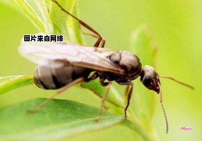 飞蚂蚁有何作用？