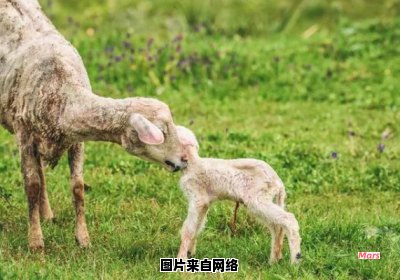 羊妈妈多久能生小羊宝宝？
