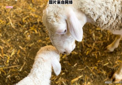 羊妈妈多久能生小羊宝宝？